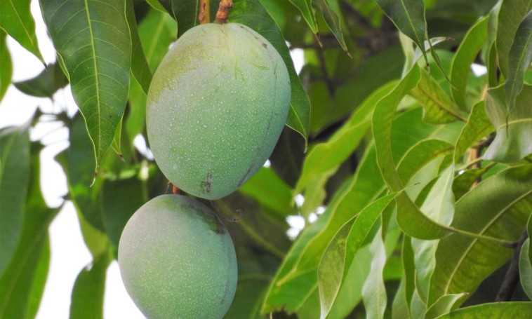 Hogyan neveljünk mangófát cserépben? Tippek lelkes kertészeknek!