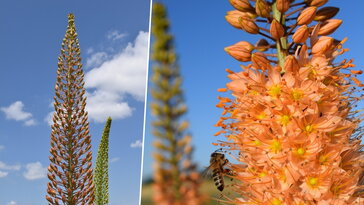 Korbácsliliom – a kert lángpallosú óriása, amelynek minden szála történetet mesél
