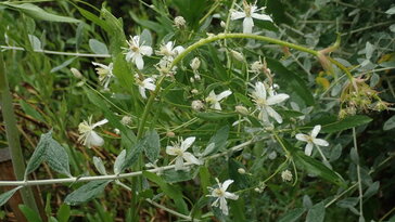 Iszalag, ami nem kertészeti klisé – Clematis songarica