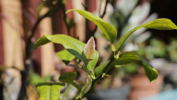 A nagy téli dilemmák: bent teleltetés vagy kinti túlélőtábor? – A növények titkos preferenciái