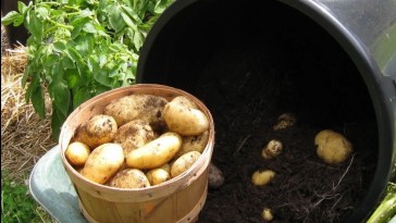 Dézsában termett 10 kiló színes krumpli