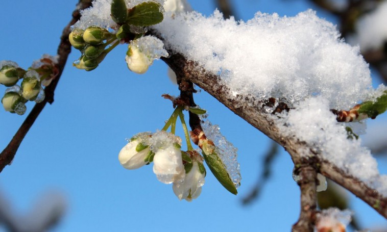 Váratlan tavaszi fagy: hogyan hat a kerti fákra, bokrokra?