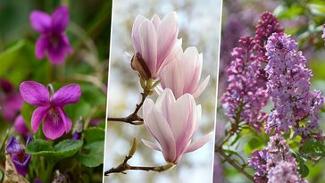 A podagrafűtől a jezsámenig: tavasszal ehető növények a kertben
