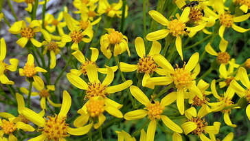 Kövér aggófű, őszülő bóbitával, aranyló virágzattal