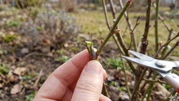 Kora tavaszi díszcserje-ellenőrzés – mit fagyott vissza?