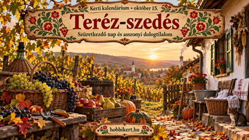 Október 15. Teréz-szedés: amikor az asszonyok pihentek, a föld pedig hálát adott
