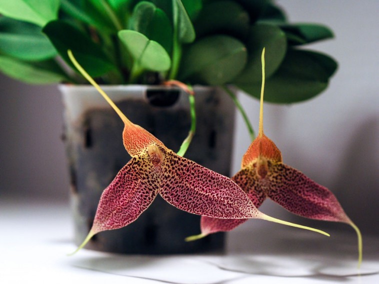 Tippek a Masdevallia orchidea ápolásához