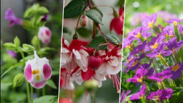 15 gyönyörű virágú növény, amely árnyékosabb területre is ajánlható