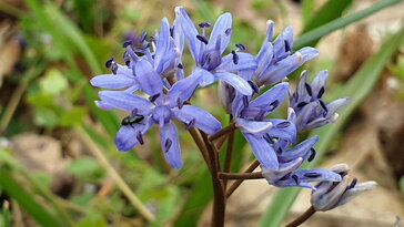 Ligeti csillagvirág, ami hagymából fejlődik, de hangyák hordják szét a magját