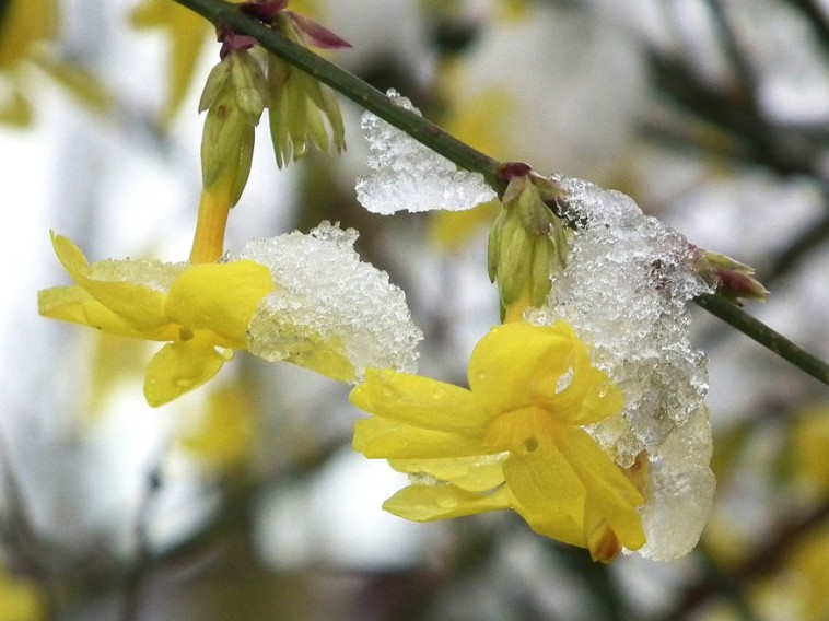 Sárga nyitnikék: a hosszú életű téli jázmin