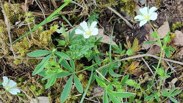 Fehér pimpó: a gyógyhatású ritkaság