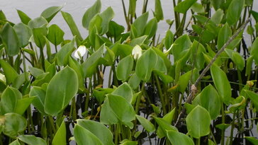 Sárkánygyökér – a lápok titokzatos virága, amely több, mint aminek látszik