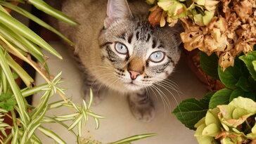 Miért mindig a legdrágább kaspót töri össze a macska? – Lakás-ökológia botanikai nézőpontból