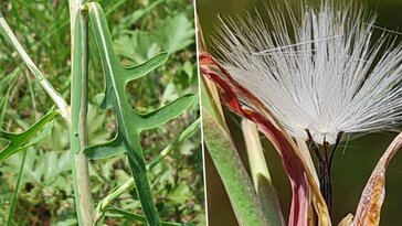 Gatyás saláta, az első évben gatya nélkül