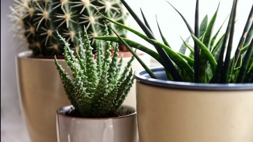 10 növény, ami segít páramentesíteni a lakást