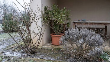 3 növény, amit februárban még jobb békén hagyni