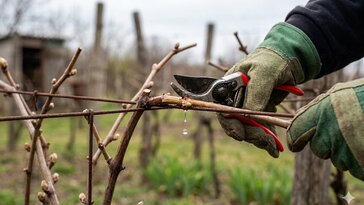 Késő már metszeni a szőlőt? – a 
