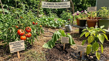 A kert most vizsgáztatja az öntözést: ebből látod, hogy rosszkor vagy rosszul locsolsz