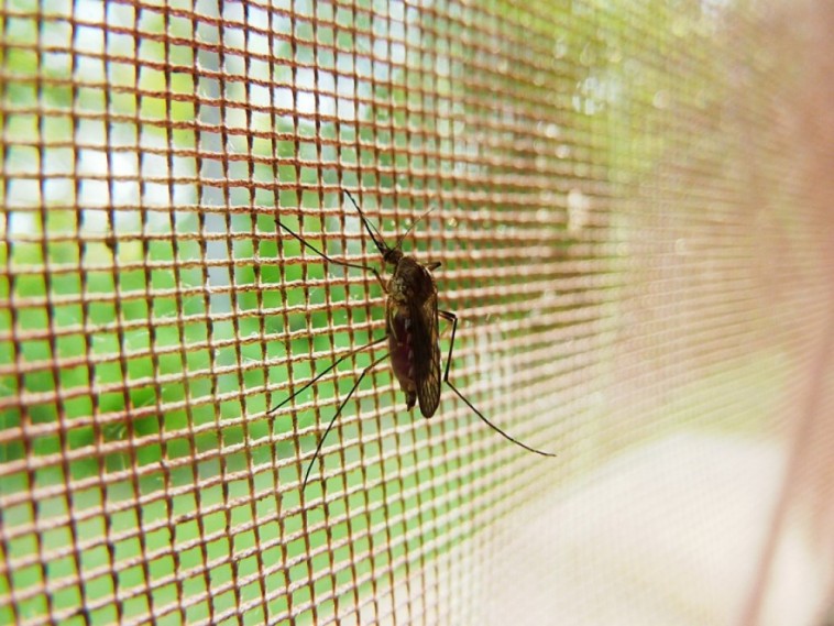 Bevált harci taktikák a házi szúnyogirtáshoz