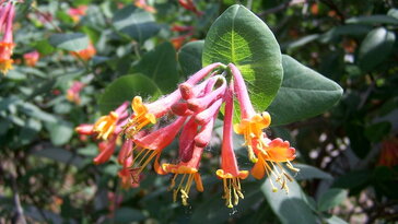 Jerikói lonc – a kerti romantika titkos illatbombája