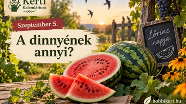 Szeptember 5. A dinnyének annyi? Lőrinc megérkezett, az ősz pedig már a kertben jár