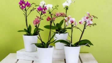 Ha ezt tudod az orchideáról, jó barátok lesztek