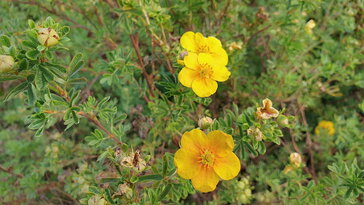 Cserjés pimpó – a kert vidám, strapabíró színmestere