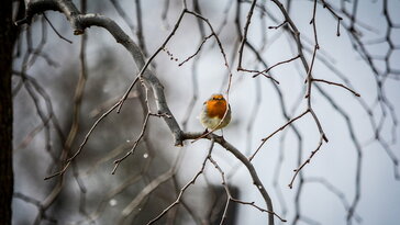 Mi az az egy dolog, ami az egész kertészévet jobbá teheti?