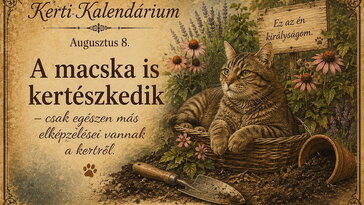 Augusztus 8. A macska is kertészkedik – csak egészen más elképzelései vannak a kertről