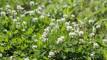 Lóherés gyep a kertben: zöldebb, kevesebb munkával – de valóban ilyen egyszerű?
