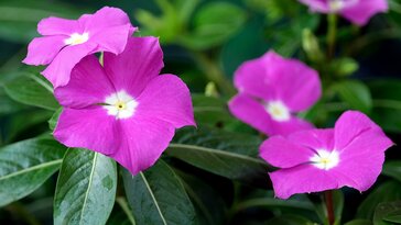 Rózsameténg: a trópusi hangulatú virág ügyes gondozása és szaporítása