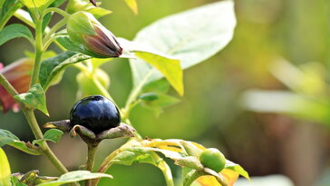 A növények, amit régen boszorkányok használtak, de a kertészek ma is gyakran félreértenek