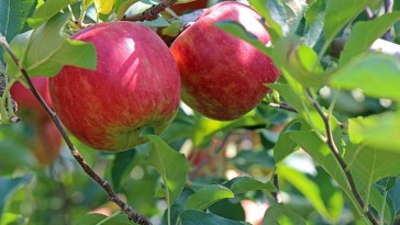 Szüret után ne hagyjuk magukra a gyümölcsfákat