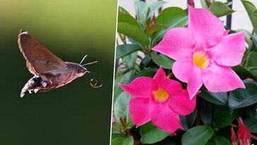 Halálos csapdává válhat a tölcsérjázmin a kacsafarkú szender számára