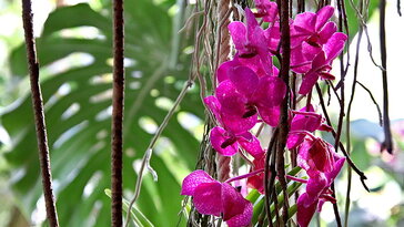 Szobanövények növénytársítása – mítosz, varázslat vagy működő zöldcsapat?