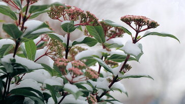 A növény, amely nem érti, hogy tél van – ezért virágzik a hidegben
