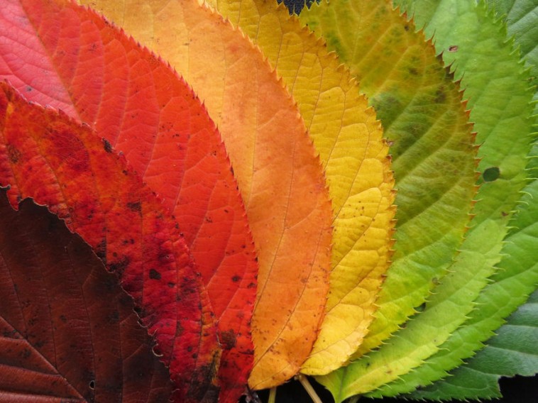Tudtad? Ezért változik meg a levelek színe ősszel