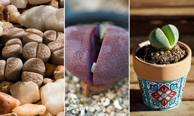 Kavicskaktuszok: parányi szobanövények, meglepő külsővel