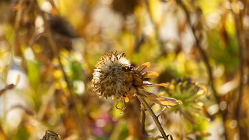 A természet nem steril – miért baj, ha túl tiszta a kert?