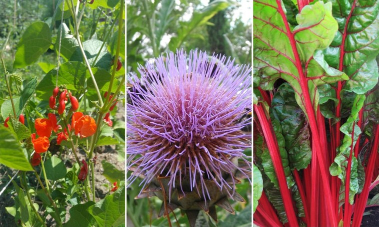 10 nem mindennapi növénytársítás: ültess dekoratív zöldségeket a virágoskertbe!