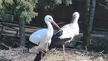 Szofi idén is visszatért röpképtelen párjához – mit tanít nekünk a gólyák hűsége a kertről és a tavaszról?