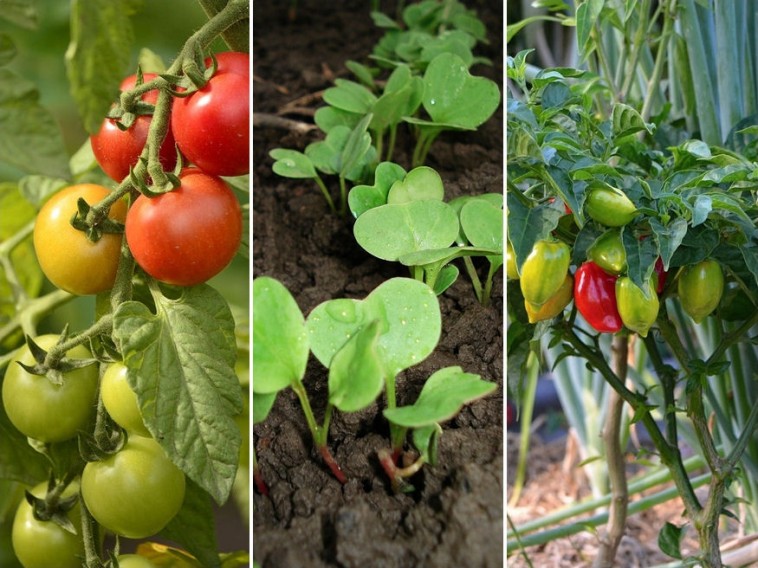 7 nagy terméshozamú zöldség, amelyet cserépbe is ültethetünk