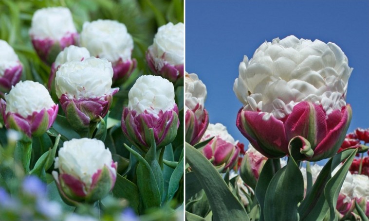 'Ice Cream' tulipán: különleges forma a tavaszi virágágyásban