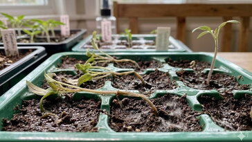 Miért dőlnek ki a palánták? - a palántaföld hibái, amelyek már az indulásnál tönkreteszik a szezont