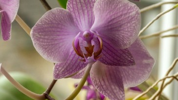 Lepkeorchidea: figyelj a földjére, ha kedves az élete