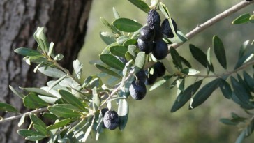 Olívaolajok a kertész és szakács szemével