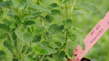 Három fontos tipp a sikeres beltéri fűszernövény-termesztéshez
