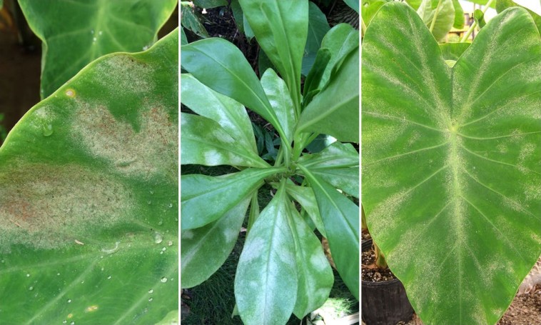 Miként számoljunk le a fűtési szezonban terjedő, szobanövényeinket fertőző takácsatkával?