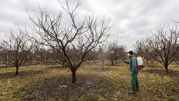 Gyümölcsfák rügypattanás előtti permetezése – a tavaszi nagytakarítás szakmai időzítése