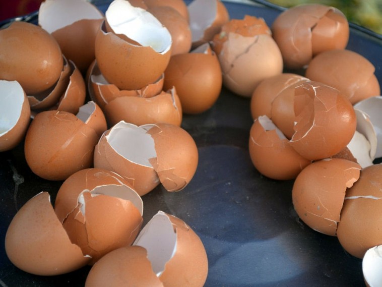 Hogyan használjuk fel a tojáshéjat a kertben? 5 tipp!